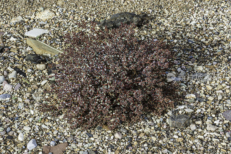 Euphorbia parishii，俗称Parish's sandmat，是euphorb的一种。它原产于加利福尼亚和内华达州沙漠中的沙质土壤中。发现于加州死亡谷国家公园。大戟科。